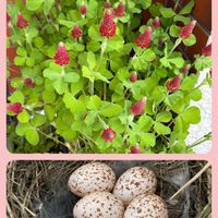 ストロベリーキャンドル,ストロベリーキャンドル,フヨウ,ポインセチア,ムベの画像