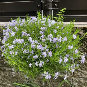 小さな庭,畑の画像