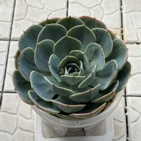 エケベリア,多肉植物,観葉植物,エケベリア属,ブーケの画像