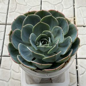 エケベリア,多肉植物,観葉植物,エケベリア属,ブーケの画像