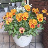 キンギョソウ,パンジー,パンジー・オレンジスライス,フリル咲きパンジー,寄せ植えの画像