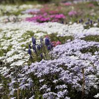 シバザクラ,シバザクラ,シバザクラ,ツクシ,ムスカリの画像