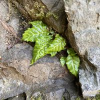 ヒトリシズカ,レンギョウ,ヤブヘビイチゴ,イワタバコ,カントウタンポポ？の画像