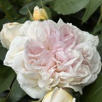 つるバラ,大好き♥️,惚れ惚れ〜♥️,庭の画像