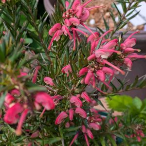 ギボウシ,ギボウシ,グレビレア,グレビレア,ストロベリーキャンドルの画像