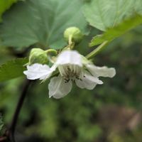 ラズベリーの画像