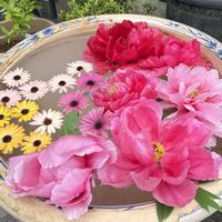 ボタン,五智院,oriの自由なピンクの日,２０２０年５月同期,四国中央市五智院の画像