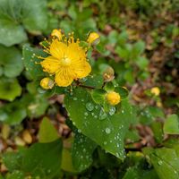 ドクダミ,ヒペリカム,カラスノエンドウ,ナナホシテントウ虫,挿し穂の画像