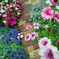 アジュガ,ベロニカ,オステオスペルマム,キンギョソウ　アールグレイ,ラックスの画像