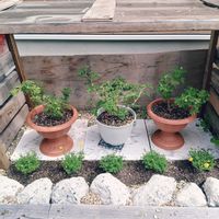 ゼラニウム,ローズゼラニウム,センテッドゼラニウム,ガーデニング,庭の画像