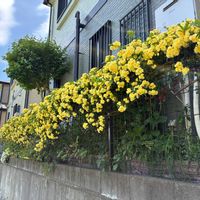 イベリス,モッコウバラ,かわいい,きれい,満開の画像