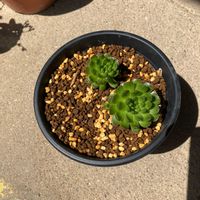 ツメレンゲの画像
