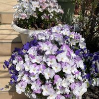 サザンカ,ブルーベリー,ムクゲ,モクレン,高麗芝の画像