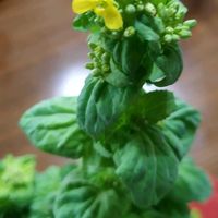 白菜,キッチンの画像