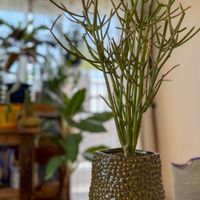 ミルクブッシュ,かわいい♡の画像