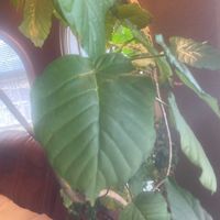 ウンベラータの画像