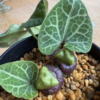 カンアオイ,カンアオイ,寒葵,斑入り寒葵,カンアオイ緑千鳥(八重咲き)の画像