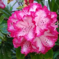 アケビ,斑入り西洋シャクナゲ,我が家の庭,かわいい花,春を満喫の画像