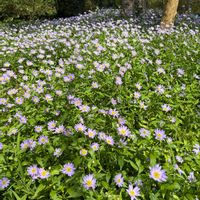 アツモリソウの画像