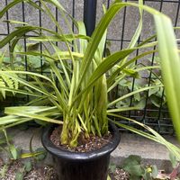 シンビジウムの画像