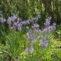 アガパンサスの画像