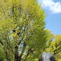 イチョウの画像