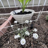 アジュガ,アジュガ,ローダンセマム,ローダンセマム,アナベルの画像