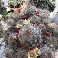 サボテン,松霞,お花,トゲトゲの画像