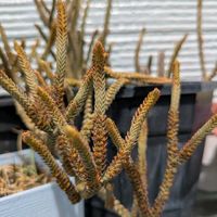 ムスコーサの画像