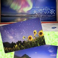 ヒマワリ,トビシマカンゾウ,花散歩,OLYMPUS,ミラーレス一眼の画像