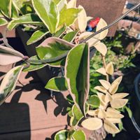 ホヤ・カルノーサ,ホヤ・カルノーサの画像