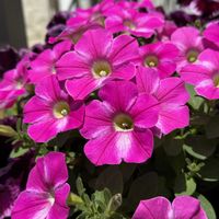 ローダンセマム マラケッシュ,ムラサキカタバミ,エリゲロン,伝説の八重咲きパンジーファビュラス,ペチュニアハッピーシャワーの画像