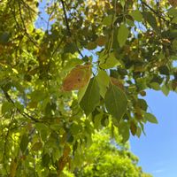 クスノキの画像