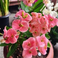 ハナキリン,ガーデニング,癒し,花のある暮らし,庭の画像