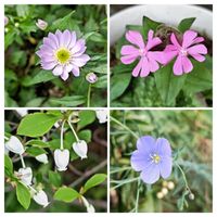 シレネ,アマ,都忘れ,満天星の画像