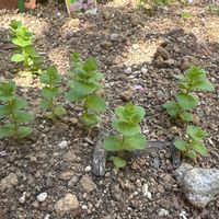 オレガノの画像