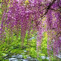 ケヤキ,藤の花,藤の花,大人の着せ替え人形,大人の着せ替え人形の画像