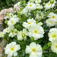 ラナンキュラス,ラナンキュラス　ラックス,ラナンキュラス ラックス グレーシス,ラナンキュラスラックス グレーシス,地植えの画像