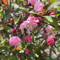 ヒメリンゴの画像