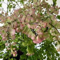 アジアンタム,アジアンタム　ピーコック,観葉植物,ミニ盆栽の画像