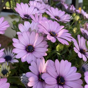 オステオスペルマム,バコパエンジェルリング,地植え,ガーデニング,花のある暮らしの画像