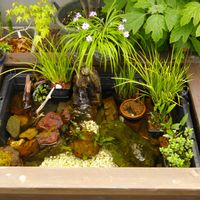 ハス,ハス,蓮華草,2026ニャンビオ,2026ニャンビオの画像