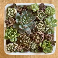 寄せ植え,多肉植物,ベランダの画像