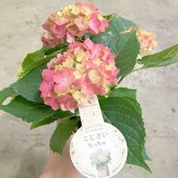 ハイドランジア,こじさい ちっちゃ,こじさい ちっちゃ,愛知豊明花き地方卸売市場,豊明花きの画像