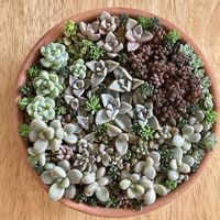 寄せ植え,多肉植物,ベランダの画像