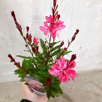 ガウラ,ガウラ（ピンク）,ガウラ　小紅,愛知豊明花き地方卸売市場,ガウラ「小紅」の画像