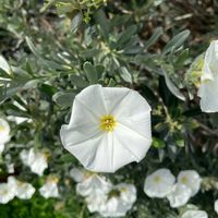 コンボルブルスの画像