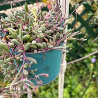 ルビーネックレス,ドルフィンネックレス,多肉植物,多肉大好き,はなはなの画像