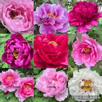 アマドコロ,アマドコロ,ボタン,ボタン,ムサシアブミの画像