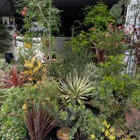 グレビレア,グレヴィレア,グレビレア　ココナッツアイス,グレヴィレア シルビア,グレヴィレア シルビアの画像